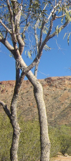 Desert_park_pic