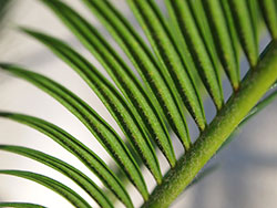 sago palm