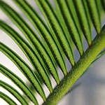 sago palm s